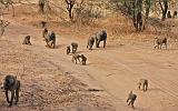 TANZANIA - Tarangire National Park - 17